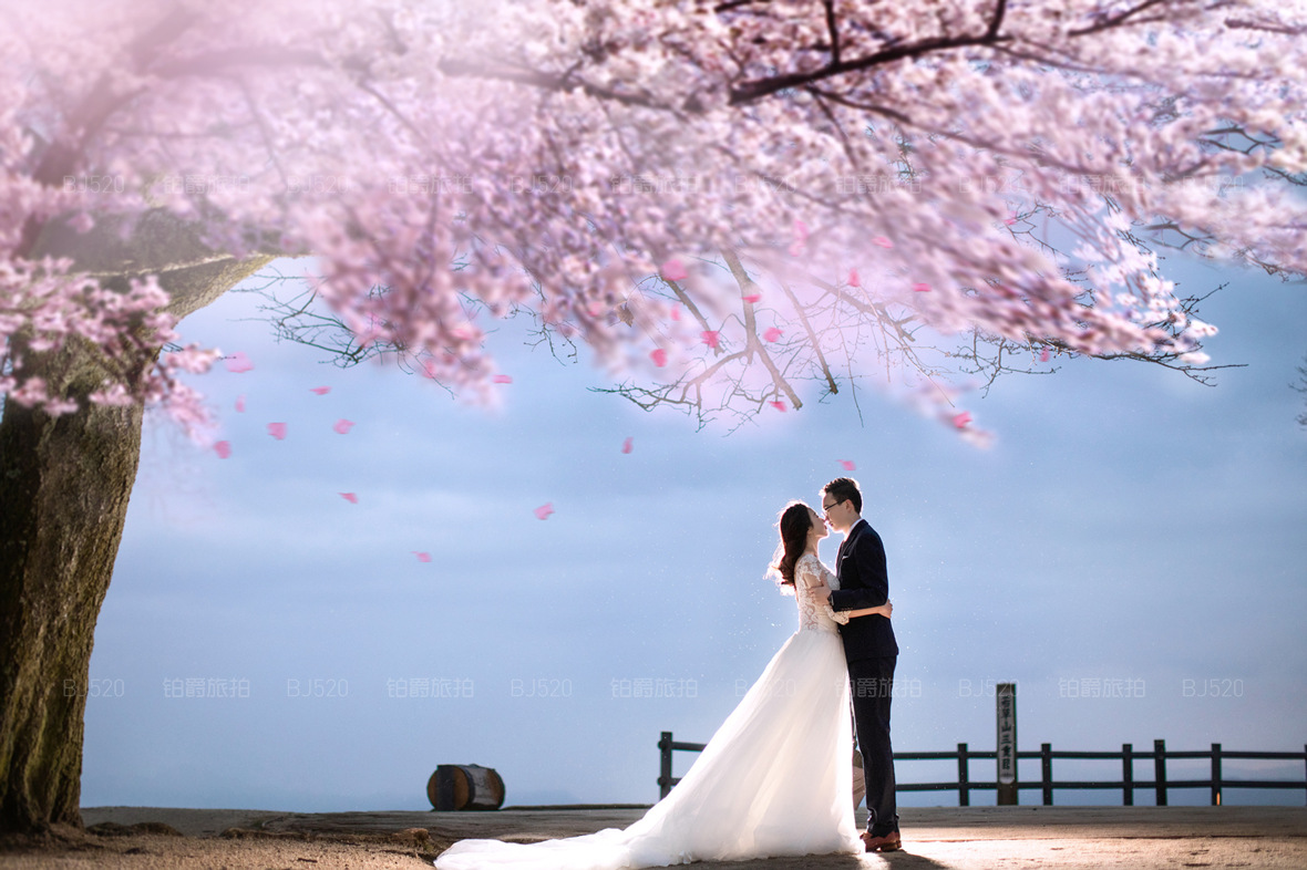 去日本旅拍婚纱照 樱花的花期了解一下